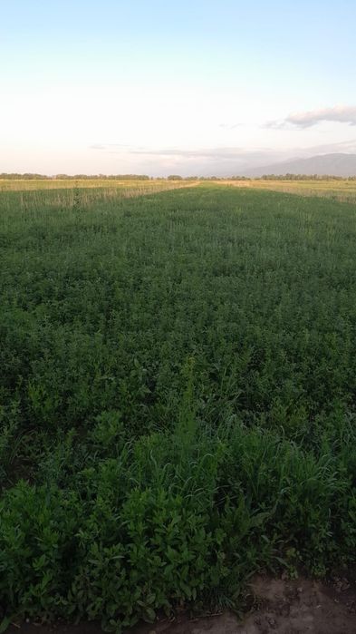 Жер сатылады 3 гектар