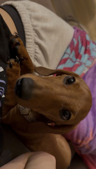 Дакелче Кай търси любящ дом