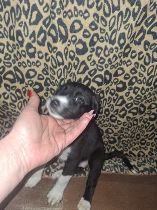 Дарю щенят 2 месяца