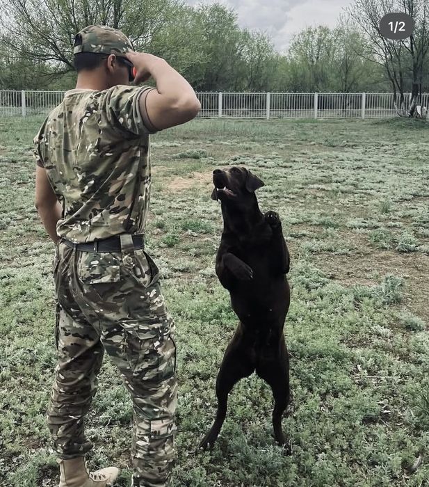 Дресировщик Собак