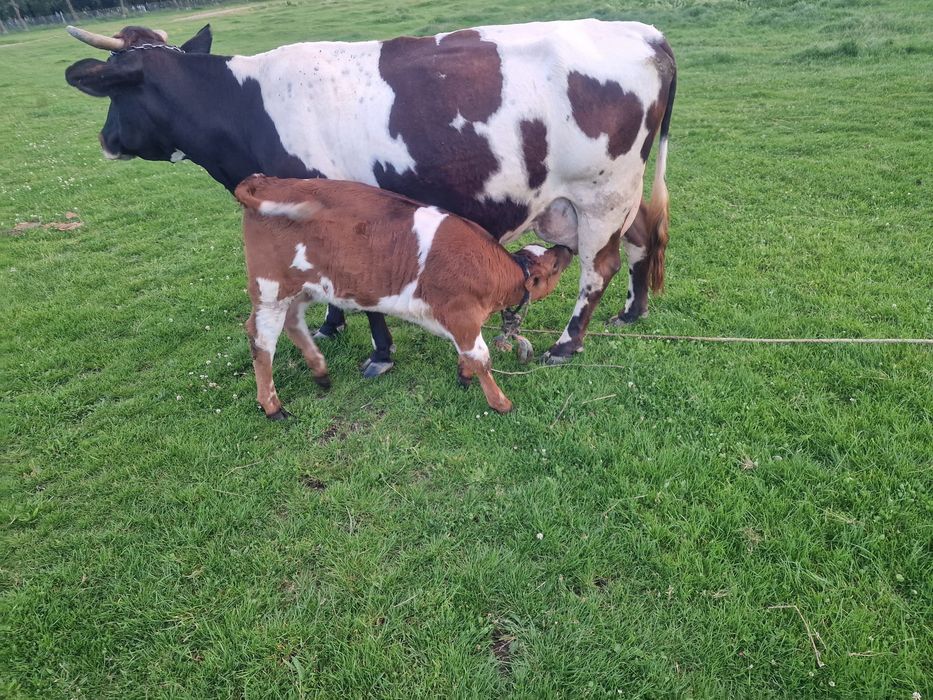Vaca cu vitica 0765909366