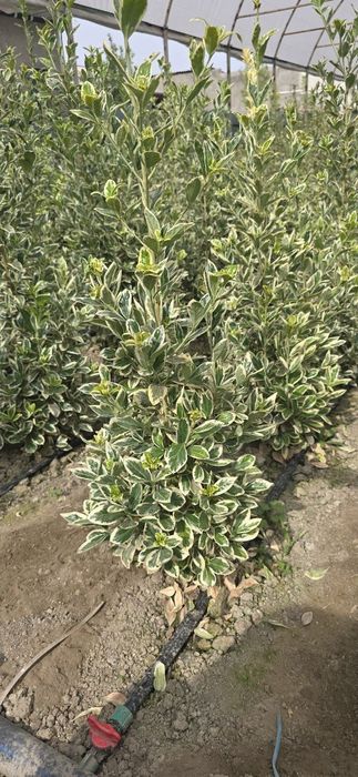 Шамшот гулармиз сотувда