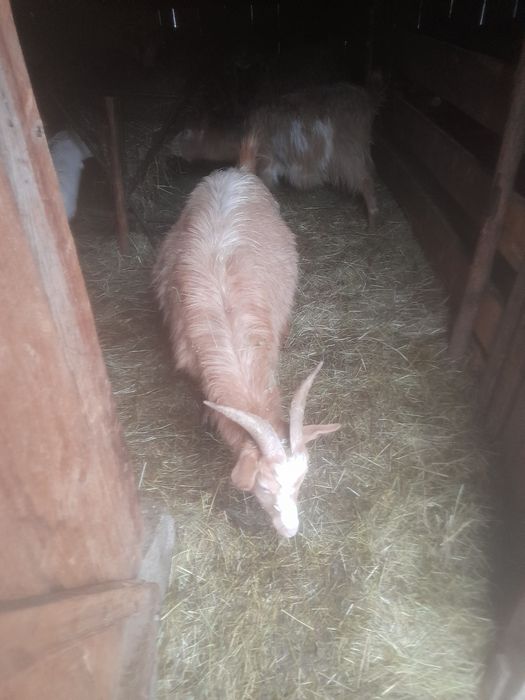 De vânzare țap castrat.