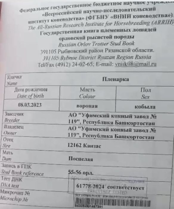 Продам Орловского рысака кобыла 3 лет