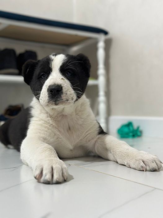 алабай күшік ит алабай