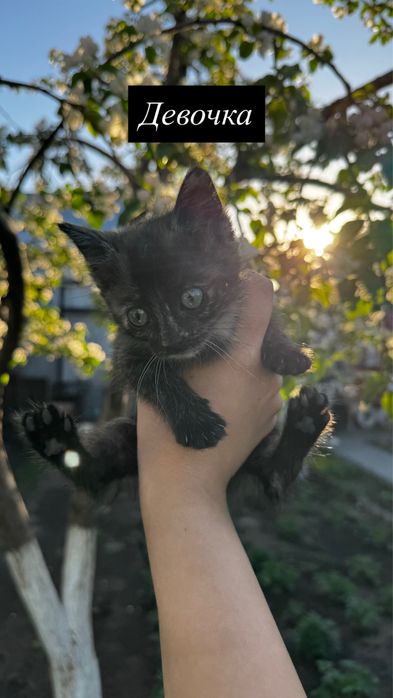 Отдам котят в хорошие руки