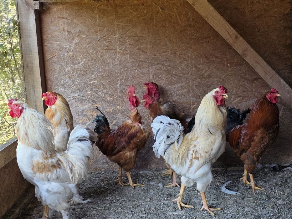 Cocosi tineri, de casa