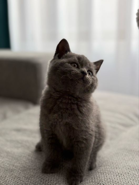 Baiețel British Shorthair