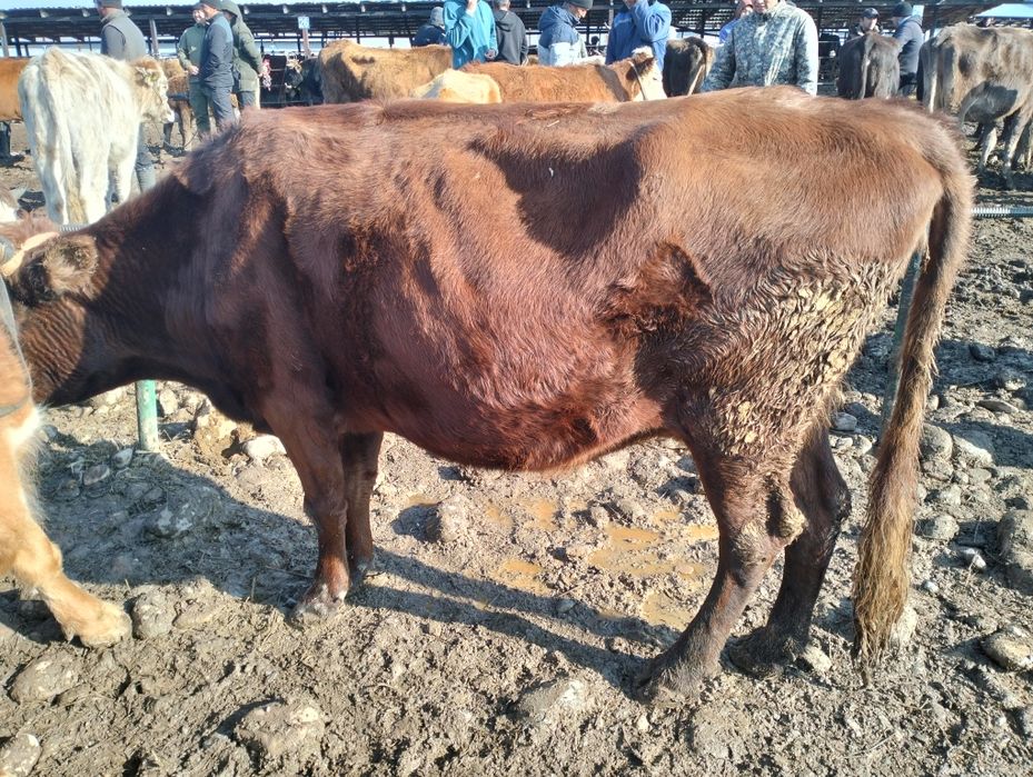 Семіз қысыр сиырлар сатылады