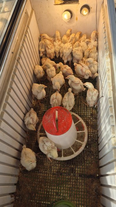 Продам цепляет бролерных, привитый