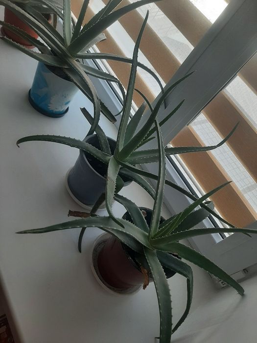 Алое лечебное многолетнее