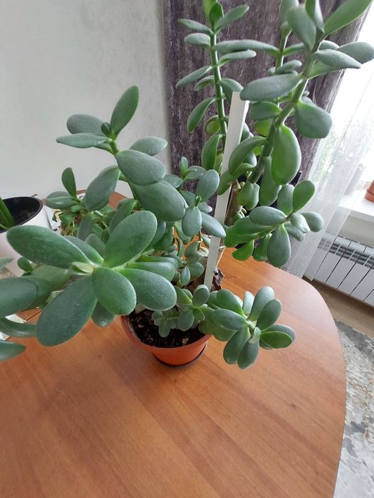 Продам. Комнатные цветы