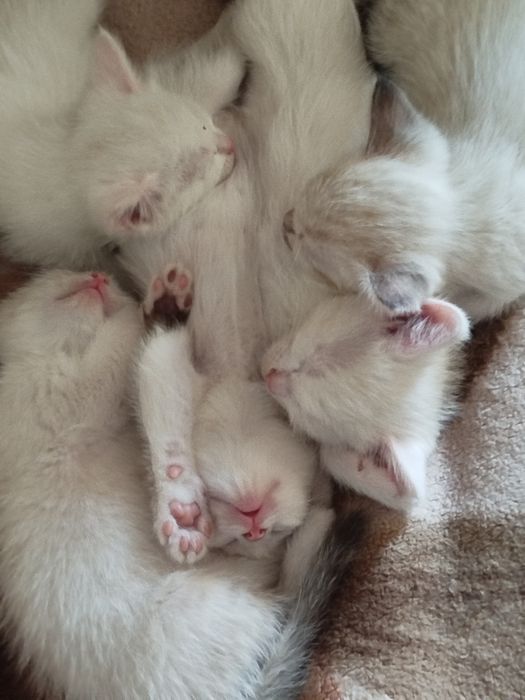 Отдам котят в хорошие руки