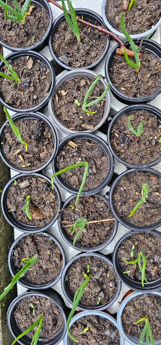 Разсад домати, Левурда,  вечен лук, целогодишни ягоди