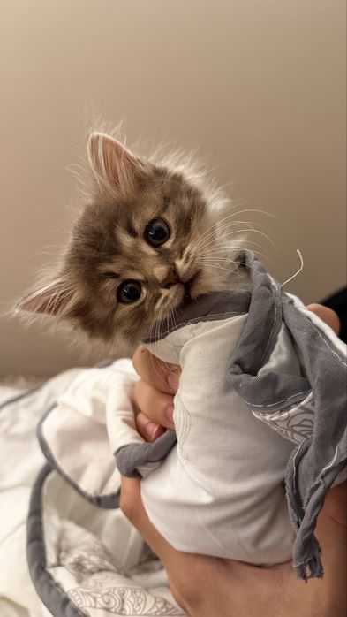 Кошка,мальчик,приучен к лотку