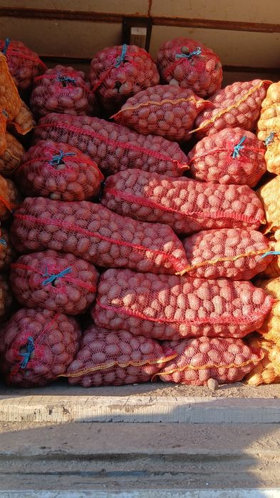 Cartofi de samanta  074[060]45[98)