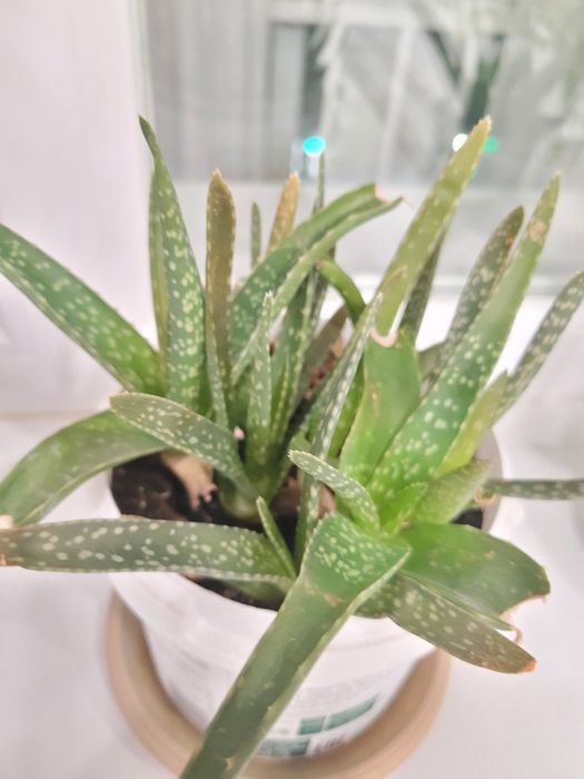 Продам цветок алоэ