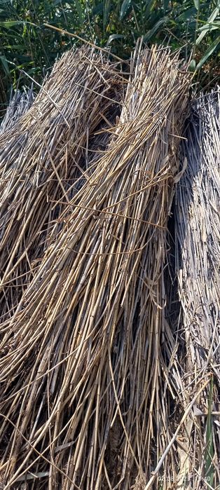 Тольятти жезөкшелерінің фотосы