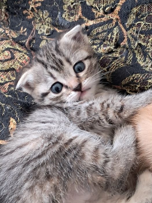 Котята 1 месяц  смесь с шотоандскии