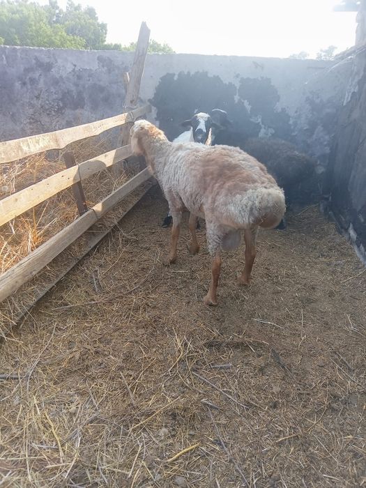 Продам кошкаров курдючных.