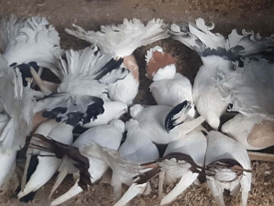 Гълъби различни видове