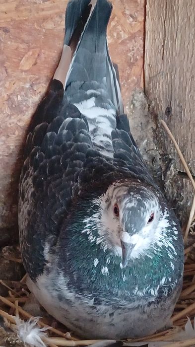 Pui de porumbei 2006