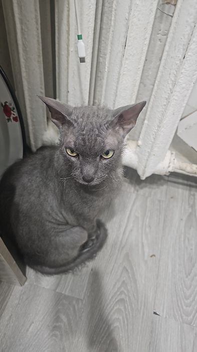 Отдам в хорошие руки