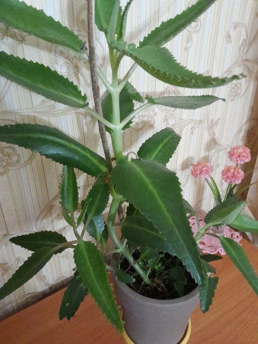 Каланхоэ для лечения продам