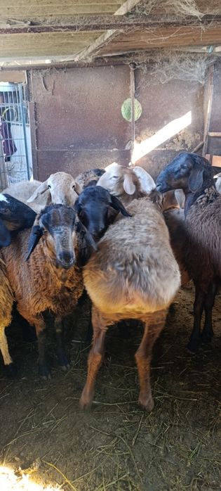 Бараны  на  откаорме