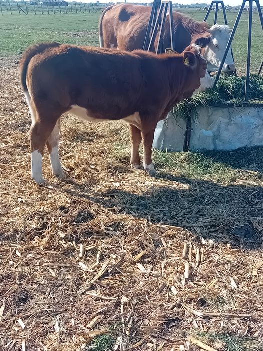 Vand vitea baltata din linie de lapte
