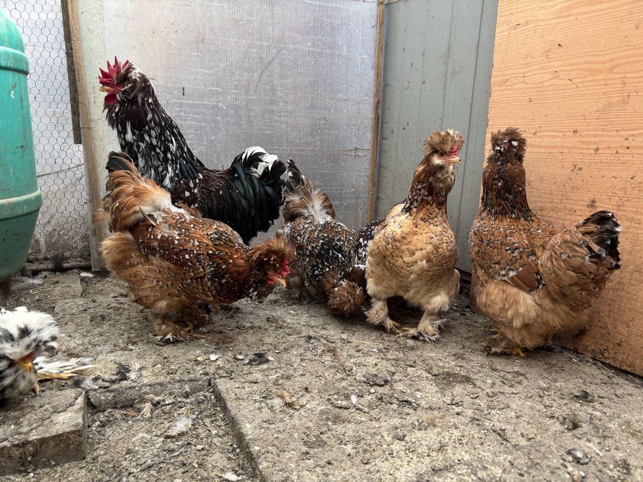 Oua pentru incubat gaini Strumski