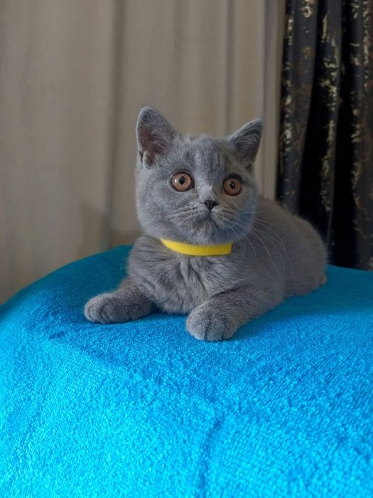 Британские котята