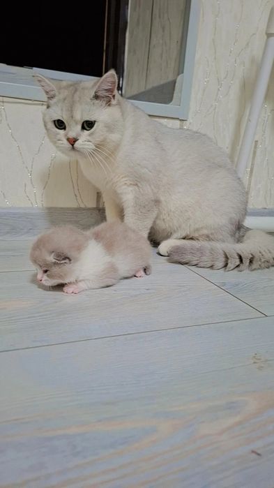 Вязка учун киз мушукларни таклиф килади