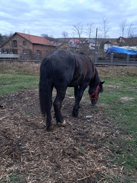 Vand manz de un an si 6 luni foarte cuminte culoarea neagra