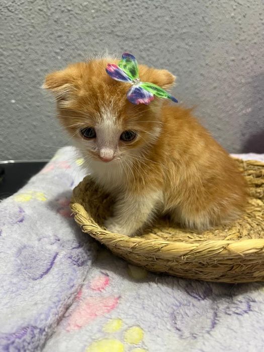 отдаю котят в добрые руки