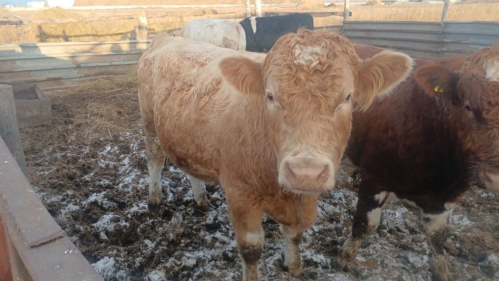 Продам быков 1.9