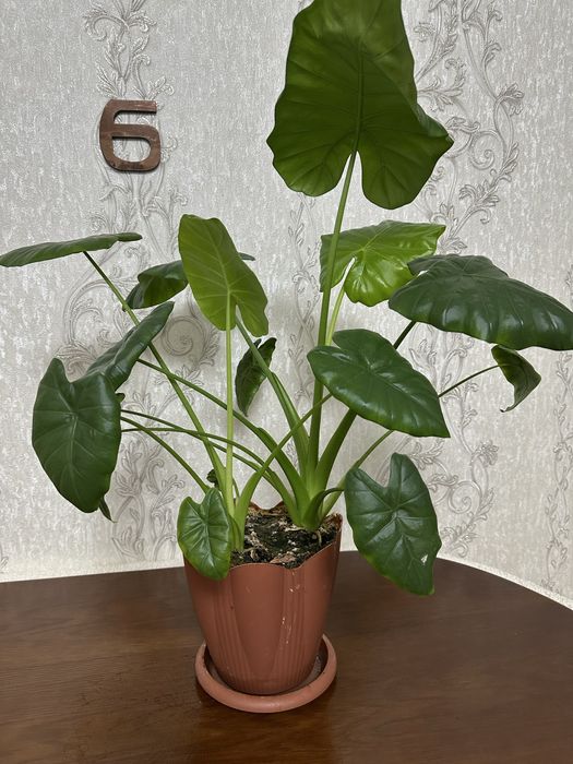 Продам алоказию в горшке