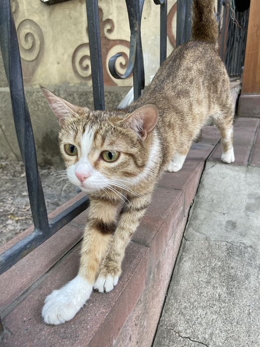 Найдена кошка домашняя