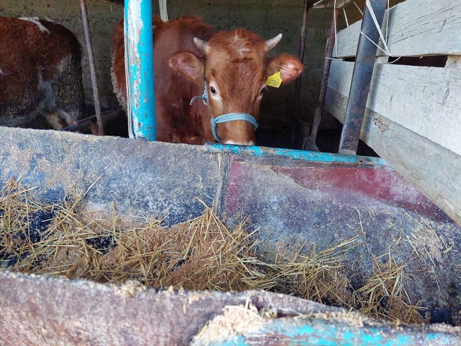 Семіз сиырлар жане таналар
