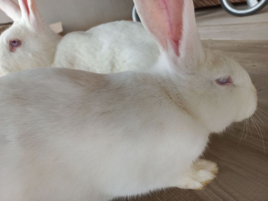 Куйонлар сотилади