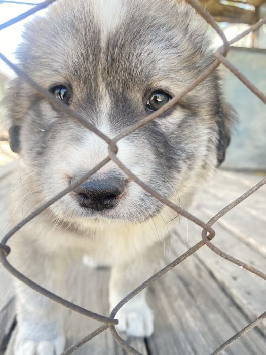 Алабай щенок девочка в добрые руки