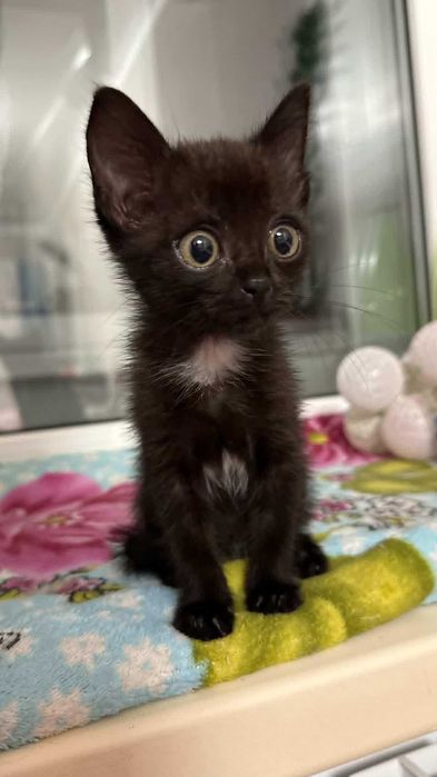 Котенку (девочка) нужен дом! Срочно!