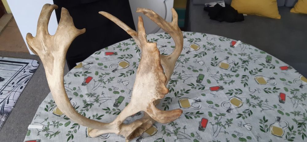 Северен елен рядък ловен трофей