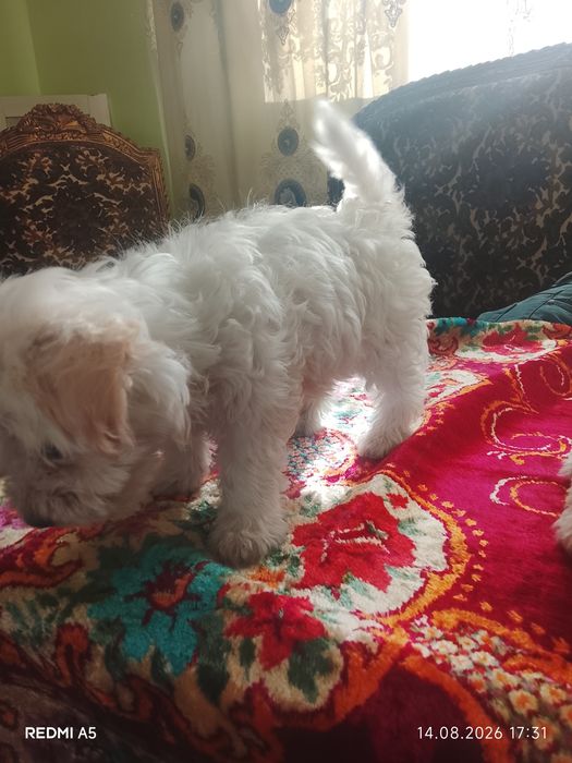 Doi pui de căței bichon maltez