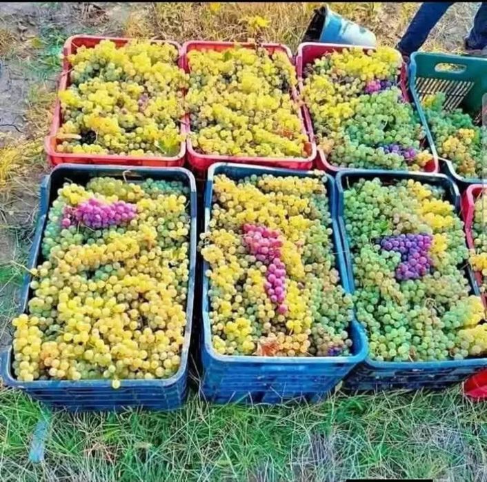 Strugurii de vin