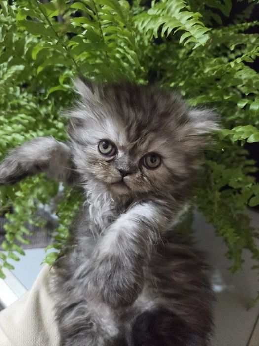 Персийски котенца