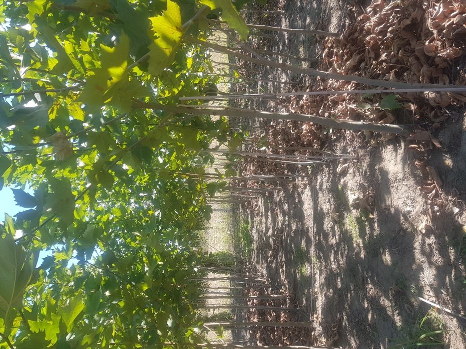 Platan mesteacăn cedru plante