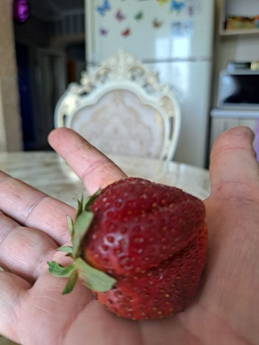 Клубника саженцы