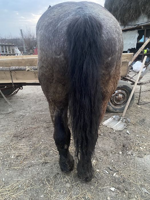 De vanzare  cal de 5 ani mai multe detali la telefon