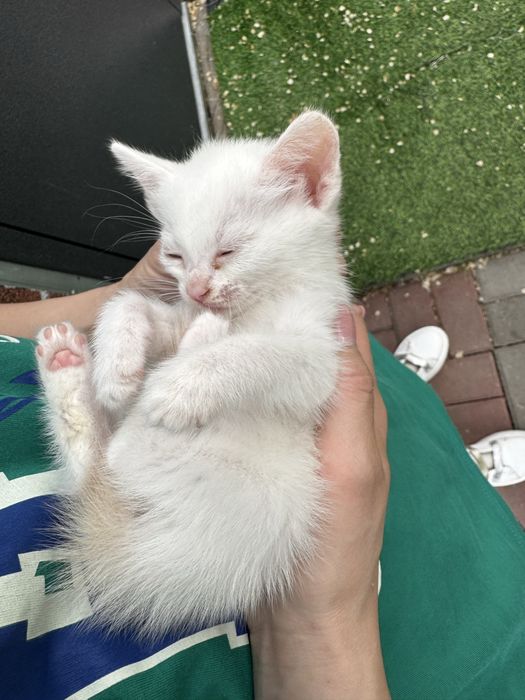Котята в хорошие руки